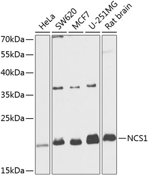 NCS1 Polyclonal Antibody