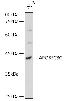 APOBEC3G Polyclonal Antibody