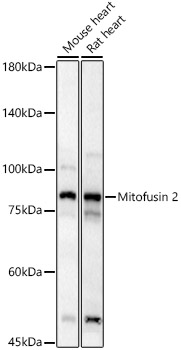 Mitofusin 2 Polyclonal Antibody