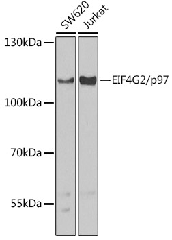 EIF4G2/p97 Polyclonal Antibody
