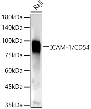 ICAM-1/CD54 Polyclonal Antibody