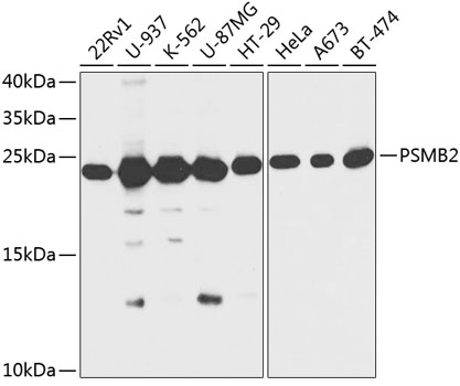 PSMB2 Polyclonal Antibody