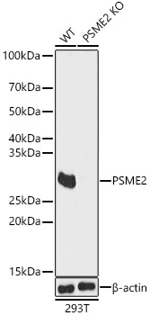PSME2 Polyclonal Antibody