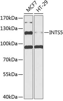 INTS5 Polyclonal Antibody