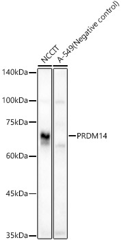 PRDM14 Polyclonal Antibody