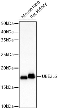UBE2L6 Polyclonal Antibody
