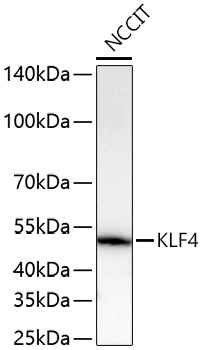 KLF4 Monoclonal Antibody [7B7U1]
