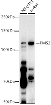 PMS2 Polyclonal Antibody