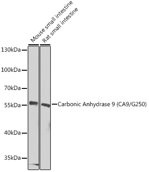 Carbonic Anhydrase 9 (CA9/G250) Polyclonal Antibody