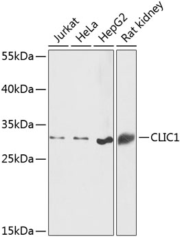 CLIC1 Polyclonal Antibody