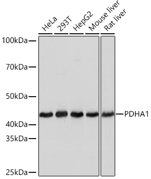 PDHA1 Monoclonal Antibody [8Z4N6]