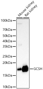 GCSH Polyclonal Antibody