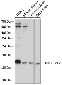 TNFAIP8L2 Polyclonal Antibody