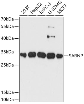 SARNP Polyclonal Antibody