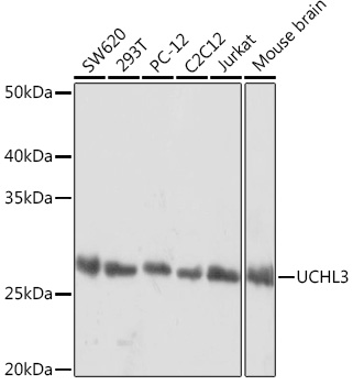 UCHL3 Monoclonal Antibody [0F7L7]