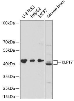 KLF17 Polyclonal Antibody