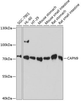 CAPN9 Polyclonal Antibody