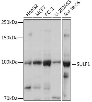 SULF1 Polyclonal Antibody