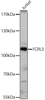 FCRL5 Polyclonal Antibody