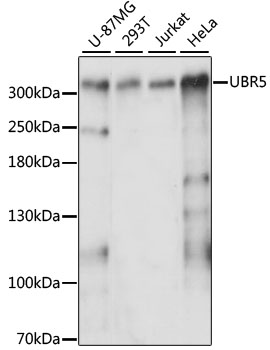 UBR5 Polyclonal Antibody