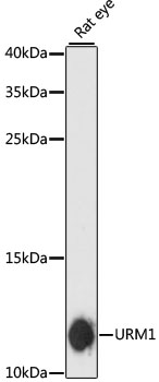 URM1 Polyclonal Antibody