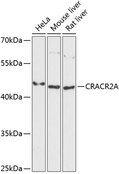 CRACR2A Polyclonal Antibody