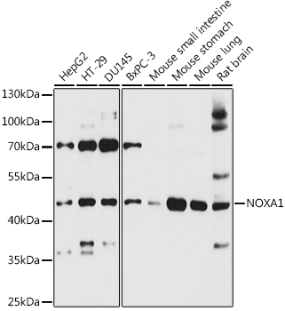 NOXA1 Polyclonal Antibody