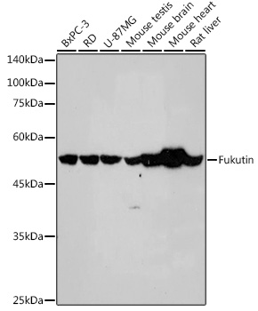 Fukutin Monoclonal Antibody [7J5N6]