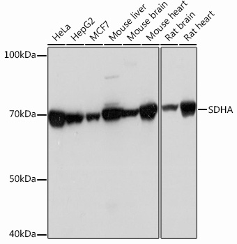 SDHA Monoclonal Antibody [0Y8X5]