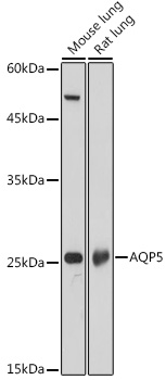AQP5 Polyclonal Antibody