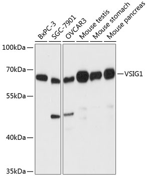VSIG1 Polyclonal Antibody