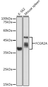 FCGR2A Polyclonal Antibody