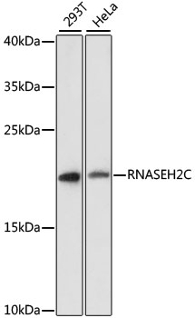 RNASEH2C Polyclonal Antibody