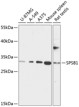SPSB1 Polyclonal Antibody