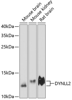 DYNLL2 Polyclonal Antibody