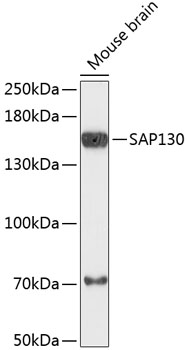 SAP130 Polyclonal Antibody