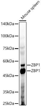 ZBP1 Polyclonal Antibody