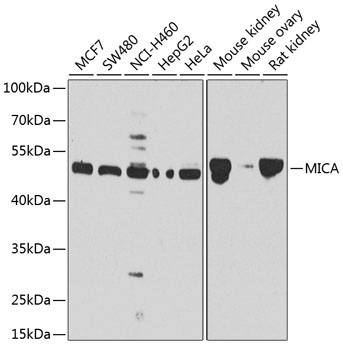 MICA Polyclonal Antibody