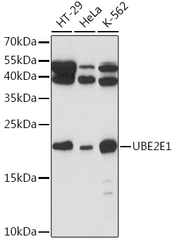 UBE2E1 Polyclonal Antibody