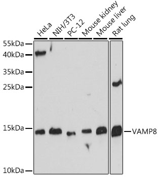 VAMP8 Polyclonal Antibody