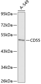 CD55 Polyclonal Antibody