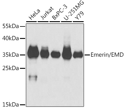 Emerin/EMD Polyclonal Antibody
