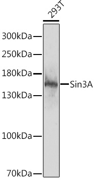 Sin3A Polyclonal Antibody