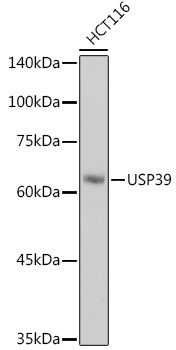 USP39 Monoclonal Antibody [9E7O2]