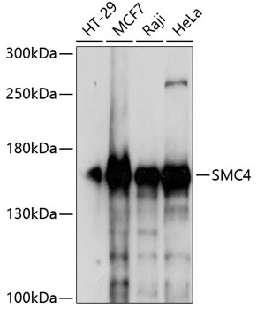 SMC4 Polyclonal Antibody