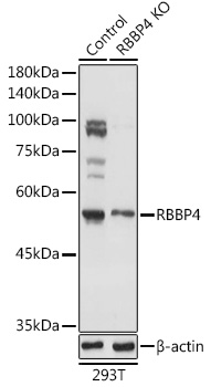 RBBP4 Polyclonal Antibody