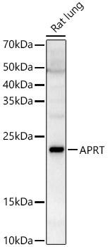 APRT Polyclonal Antibody