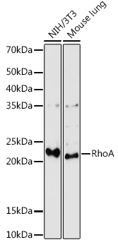 RhoA Polyclonal Antibody