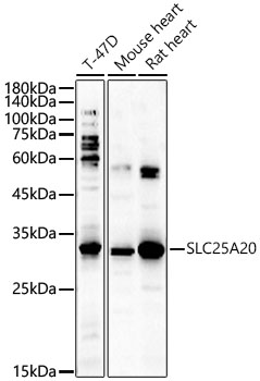 SLC25A20 Polyclonal Antibody