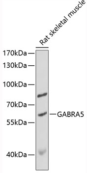 GABRA5 Polyclonal Antibody